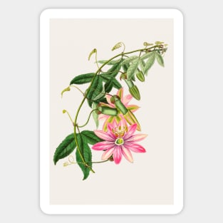 Passiflora pinnatistipula - Botanical Illustration Sticker